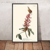 Großer Carolina-Wren von John James Audubon, 1827 