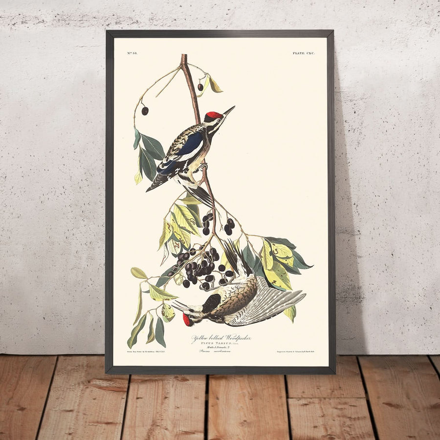 Gelb-bäuchiger Specht von John James Audubon, 1827 