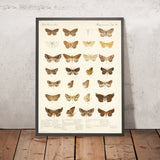 Moths (Lepidoptera-Heterocera, Plate 52) by Frederick DuCane Godman, 1879