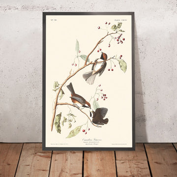 Cincia canadese di John James Audubon, 1827 