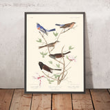 Lazuli Finch, Clay-coloured Finch, Oregon Snow Finch by John James Audubon, 1827
