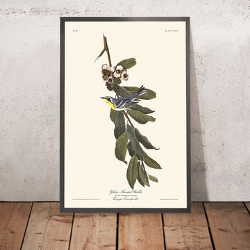 Warbler dal Gola Gialla di John James Audubon, 1827 