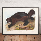 Wolverine (Gulo luscus) by John Woodhouse Audubon, 1845