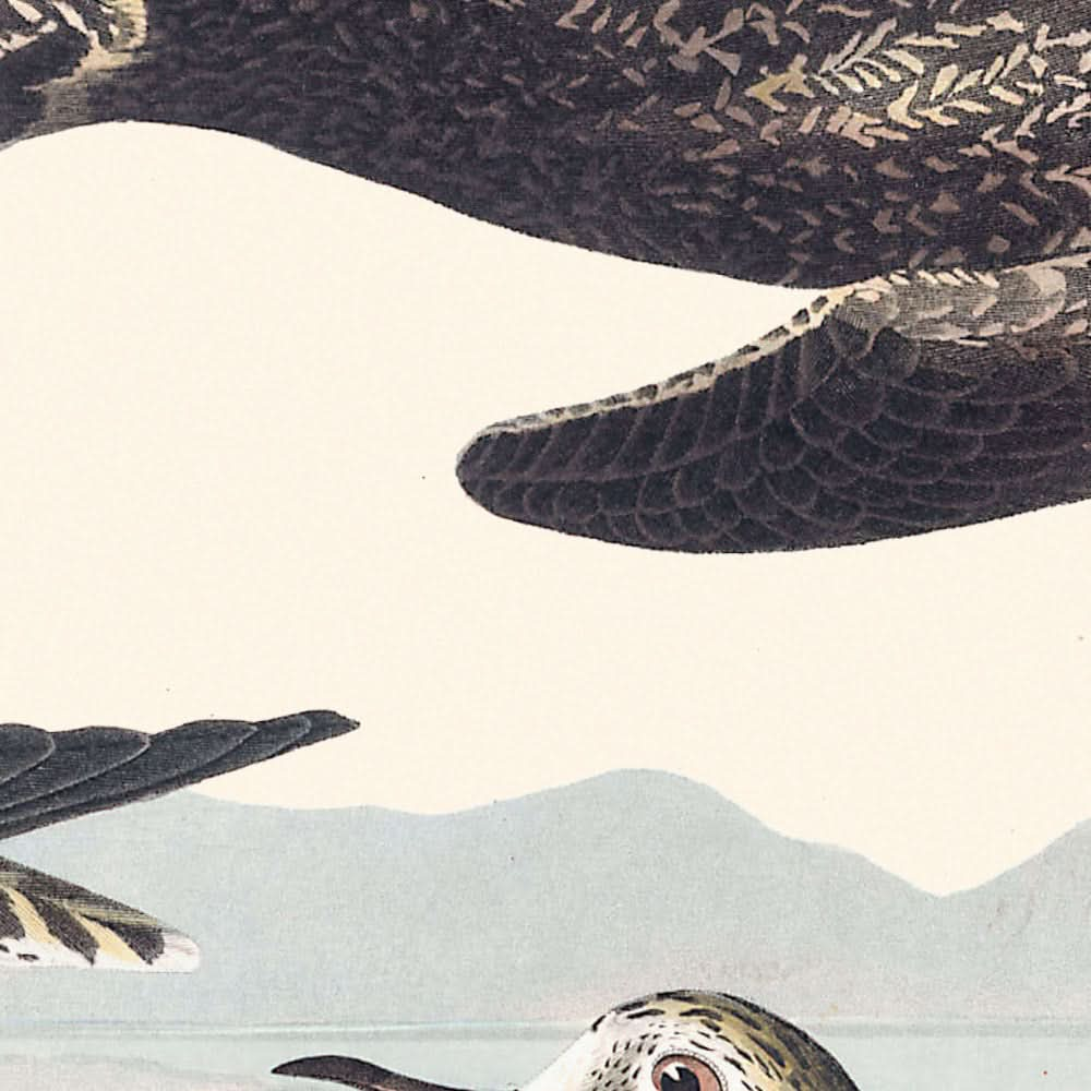 Chorlito dorado, de John James Audubon, 1827