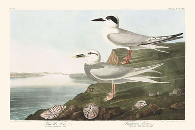 Charrán de Havell y charrán de Trudeau, de John James Audubon, 1827