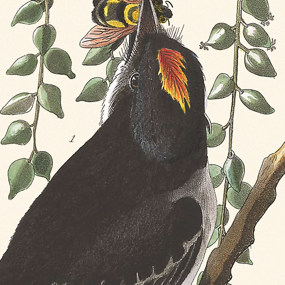 Papamoscas tirano, de John James Audubon, 1827