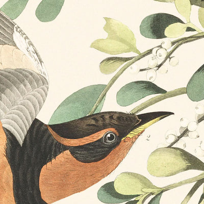 Mountain Mockingbird and Varied Thrush by John James Audubon, 1827