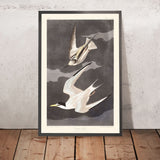 Kleine Tern von John James Audubon, 1827 