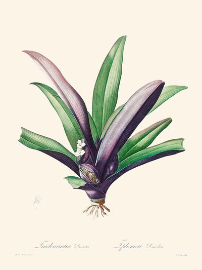 Tradescantia Discolor by Pierre-Joseph Redouté, 1802