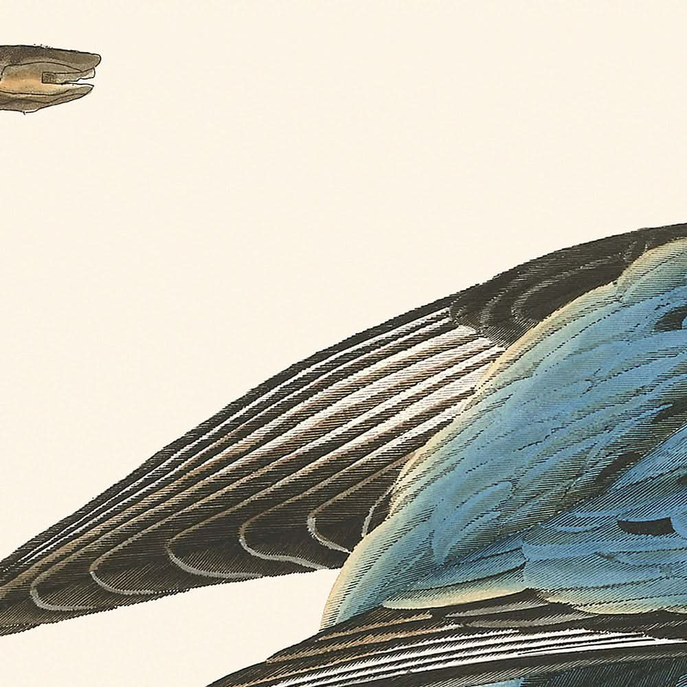 Paloma migratoria, de John James Audubon, 1827