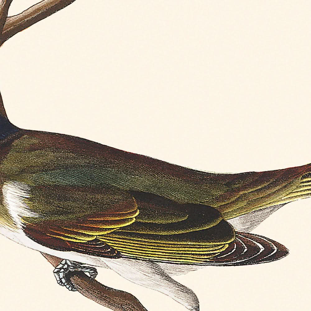 Red-eyed Vireo by John James Audubon 1827