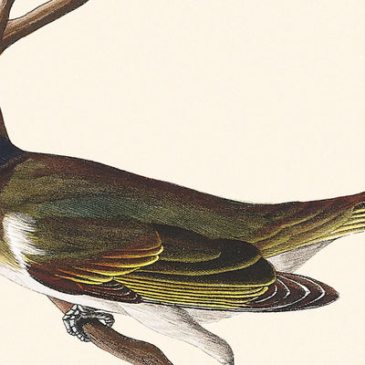 Viréo aux yeux rouges par John James Audubon 1827