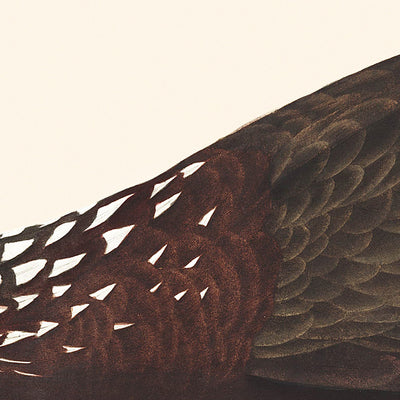 Scolopaceus Courlan by John James Audubon 1827