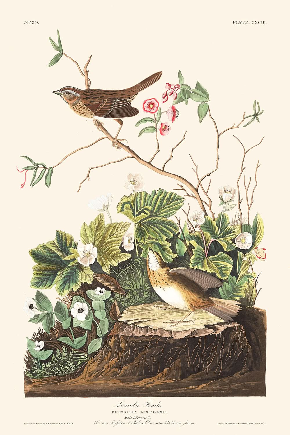 Pinzón de Lincoln, de John James Audubon, 1827