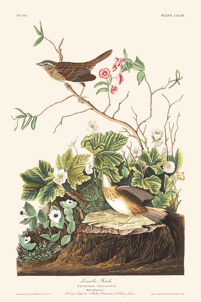 Pinzón de Lincoln, de John James Audubon, 1827