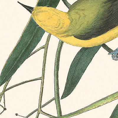 Reinita protonotaria por John James Audubon, 1827