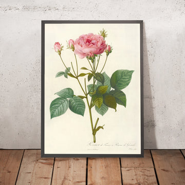 A framed image of Rosa gallica ‘Granatus’ by Pierre Joseph Redouté, 1817