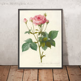 Rosa gallica ‘Granatus’ by Pierre Joseph Redouté, 1817