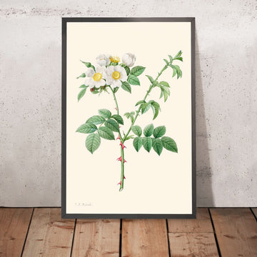 Rosa Brier Bush o Rosa Canina di Pierre-Joseph Redouté, 1817 