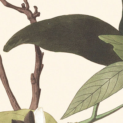 Curruca palmera, de John James Audubon, 1827