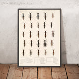 Insecta Coleoptera, Plate 50 by Frederick DuCane Godman, 1879
