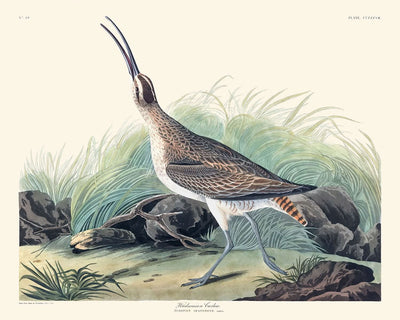 Hudsonianer Kiebitz von John James Audubon, 1827 