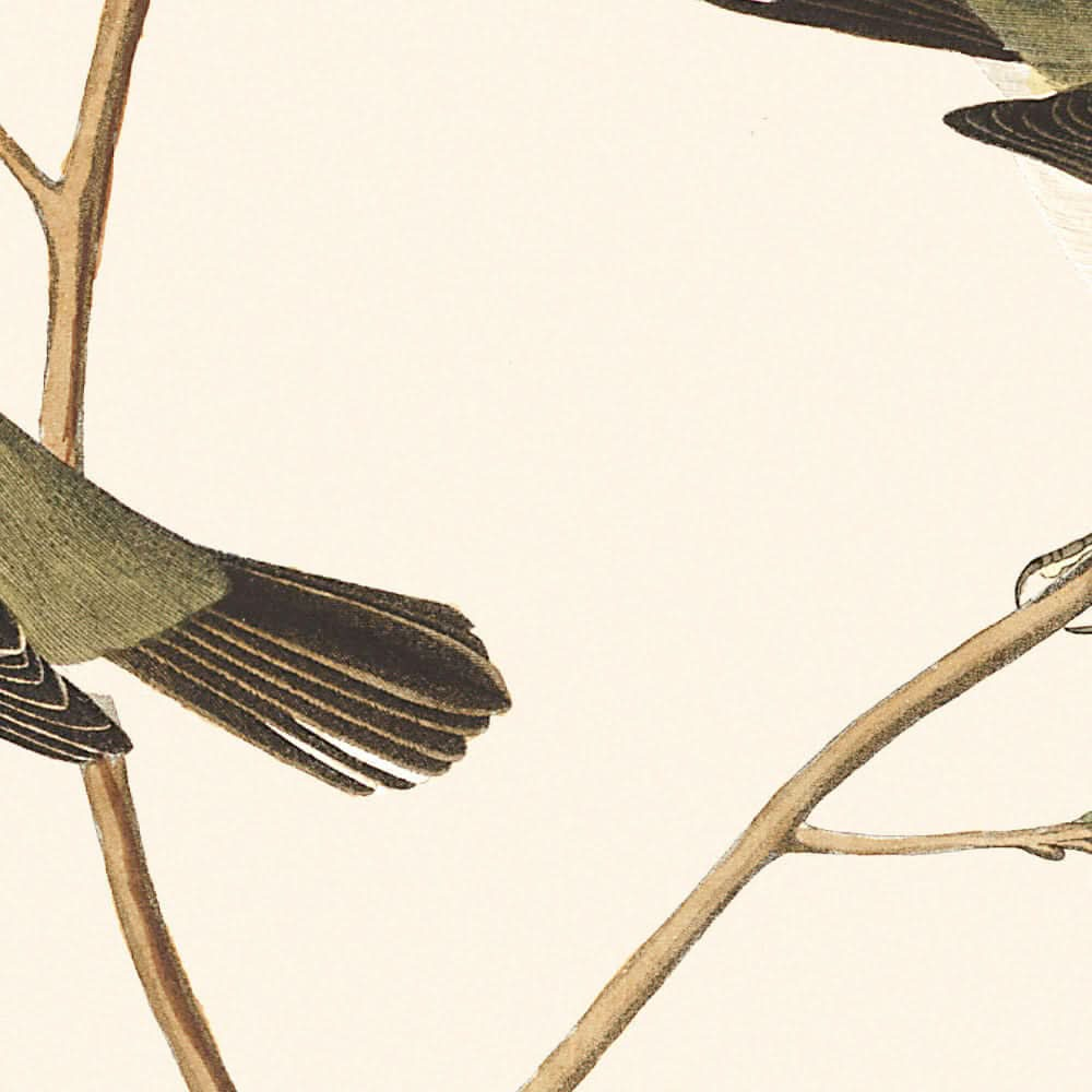 Papamoscas tirano chico, papamoscas cabecicorto, reinita de las Montañas Azules, vireo de Bartram, pibí de patas cortas, papamoscas de las Montañas Rocosas de John James Audubon, 1827