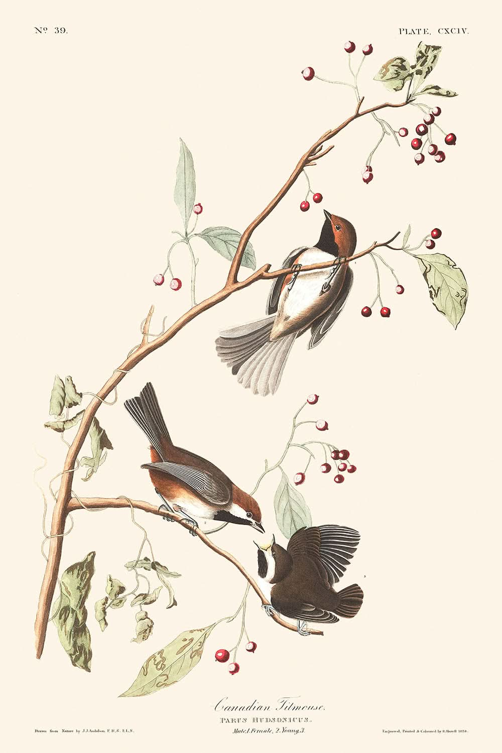 Mésange canadienne par John James Audubon, 1827