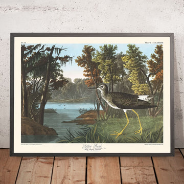 Pettine Giallo di John James Audubon, 1827 