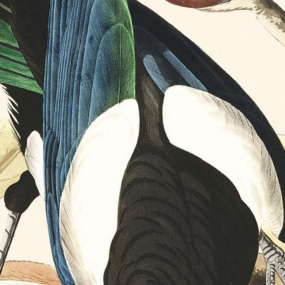 Pie bavarde, geai de Steller, geai outremer, corneille de Clark par John James Audubon, 1827