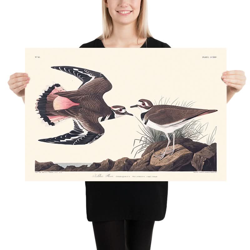 Plover Kildeer di John James Audubon, 1827 