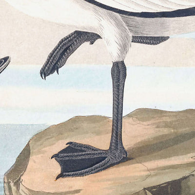 Gabelschwanzmöwe von John James Audubon, 1827