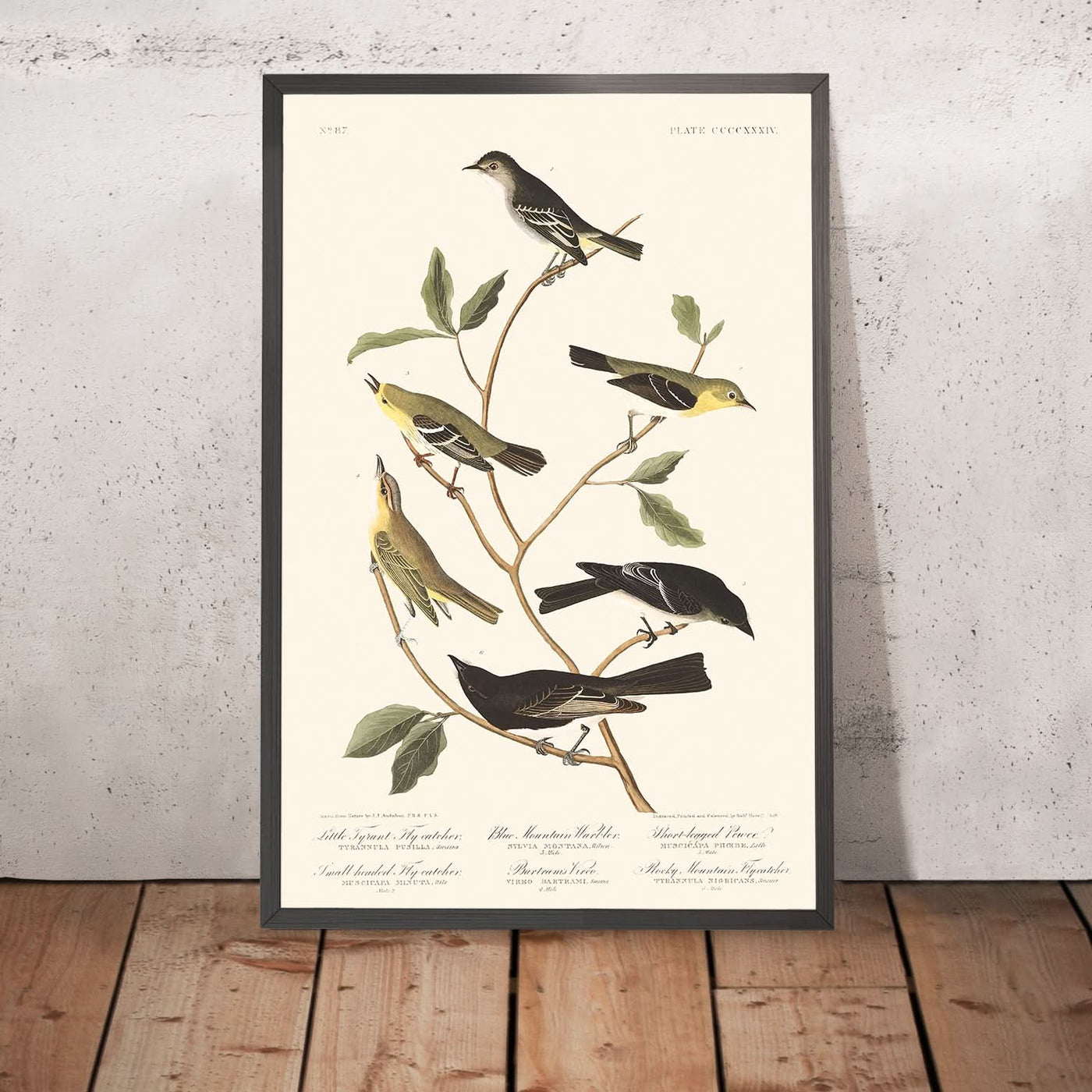 Papamoscas tirano chico, papamoscas cabecicorto, reinita de las Montañas Azules, vireo de Bartram, pibí de patas cortas, papamoscas de las Montañas Rocosas de John James Audubon, 1827