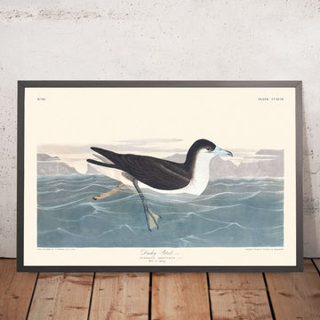 Petrello Scuro di John James Audubon, 1827 