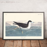 Dunkle Sturmvogel von John James Audubon, 1827 