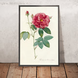 Apothecary’s Rose (Rosa gallica officinalis) by Pierre Joseph Redouté, 1817
