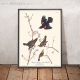 Red Winged Starling (Marsh Blackbird) by John James Audubon 1827