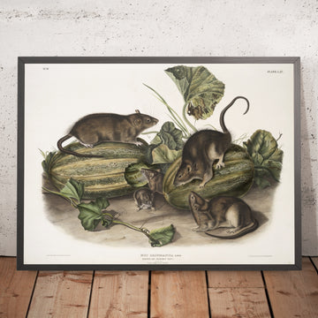 A framed image of 