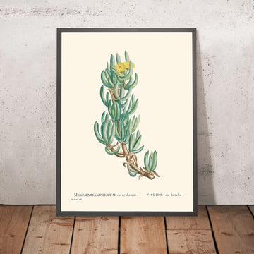 Mesembryanthemum Veruculatum di Pierre-Joseph Redouté, 1802 