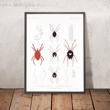 A framed image of 