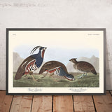 Federfüßige Wachtel und Dickbeiniges Wachtel von John James Audubon, 1827 