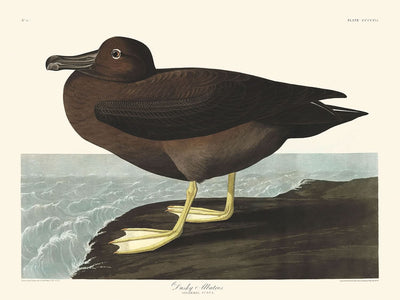 Albatros sombres de John James Audubon, 1827