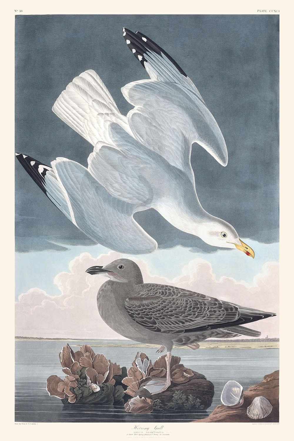 Gaviota argéntea, de John James Audubon, 1827