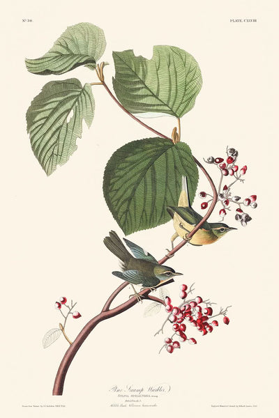 Curruca de los pantanos de pino, por John James Audubon, 1827