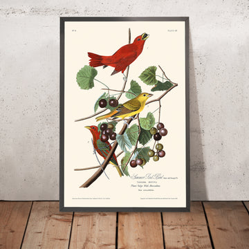 Ein gerahmtes Bild von Summer Red Bird von John James Audubon, 1827