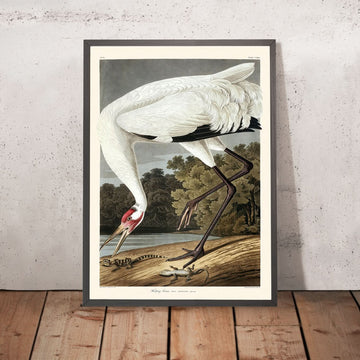 Gru di Hooping di John James Audubon, 1827 