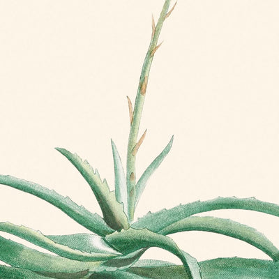 Kandelaber Aloe von Pierre-Joseph Redouté, 1802