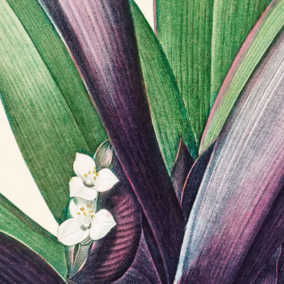 Tradescantia Discolor par Pierre-Joseph Redouté, 1802