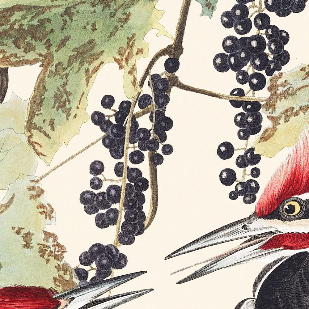 Piliated Woodpecker von John James Audubon 1827 