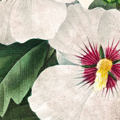 Hibiskus von Pierre-Joseph Redouté, 1827 